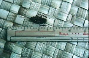 Big cockroach picture courtesy of Dave Gillmore. Thanks, Dave - this is an awesome photo!