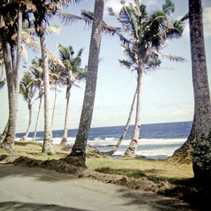 More random palm trees.