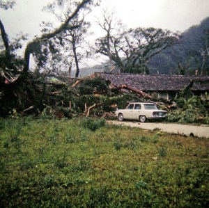 The final resting place of the banyan tree.